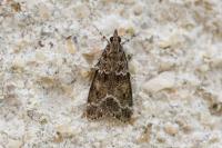 Eudonia mercurella
