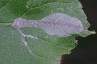 Phyllonorycter corylifoliella