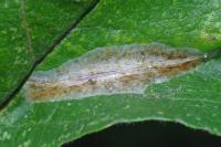 Phyllonorycter corylifoliella