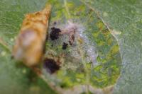 Phyllonorycter corylifoliella