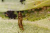 Phyllonorycter corylifoliella