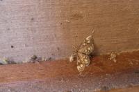 Anania coronata