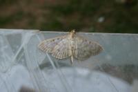 Patania ruralis