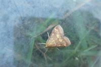 Ostrinia nubilalis/scapulalis