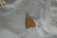 Udea ferrugalis