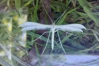 Pterophorus pentadactylus