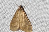 Ostrinia nubilalis/scapulalis
