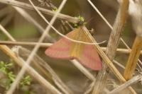 Lythria purpuraria