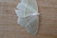 Campaea margaritaria