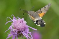 Macroglossum stellatarum
