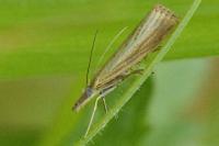 Agriphila straminella