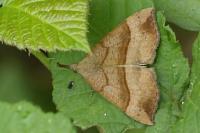 Hypena proboscidalis