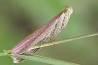 Oncocera semirubella