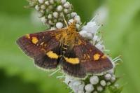 Pyrausta aurata
