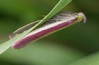Oncocera semirubella