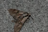 Hyloicus maurorum/pinastri