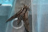 Hyloicus maurorum/pinastri