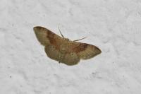 Idaea degeneraria