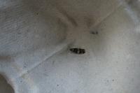 Oegoconia