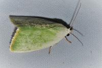 Earias vernana