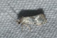 Cochylis