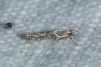 Acrocercops brongniardella