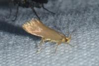 Crassa unitella