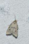 Apaidia mesogona