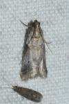 Acrobasis fallouella