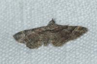 Gymnoscelis rufifasciata