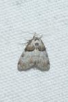 Nola cucullatella