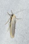 Eilema caniola