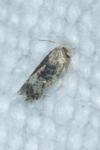 Etainia