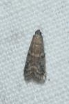 Ephestia elutella/woodiella