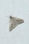 Mecyna asinalis