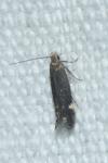 Aproaerema anthyllidella