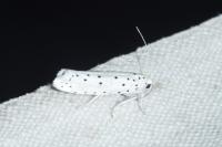 Yponomeuta