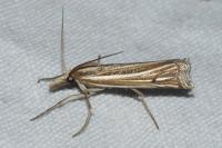 Ancylolomia tentaculella
