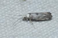 Paraswammerdamia albicapitella
