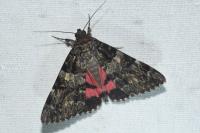 Catocala coniuncta