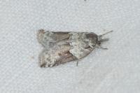 Nycteola siculana