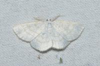 Cabera exanthemata
