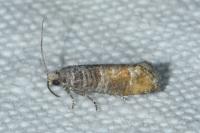 Clavigesta purdeyi