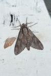 Hyloicus maurorum/pinastri
