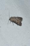 Agrotis exclamationis