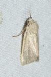 Mythimna pallens