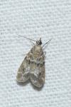 Eudonia mercurella