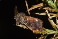 Orgyia recens