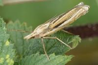Ancylolomia tentaculella