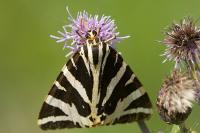 Euplagia quadripunctaria